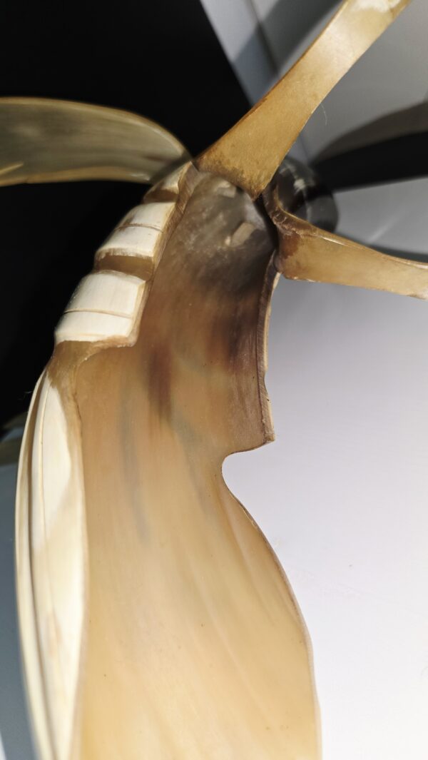 Oiseau corne de buffle + de 36cm étiquette d'origine Exposition paris 1937