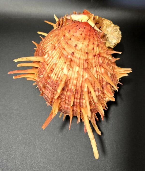 Véritable Coquillage Spondyle "Pied de chèvre" Cabinet de Curiosités
