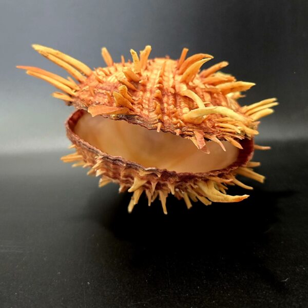 Véritable Coquillage Spondyle "Pied de chèvre" Cabinet de Curiosités