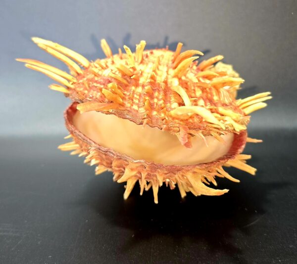 Véritable Coquillage Spondyle "Pied de chèvre" Cabinet de Curiosités