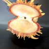 Véritable Coquillage Spondyle "Pied de chèvre" Cabinet de Curiosités