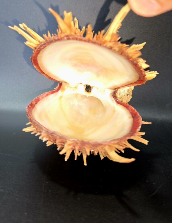 Véritable Coquillage Spondyle "Pied de chèvre" Cabinet de Curiosités
