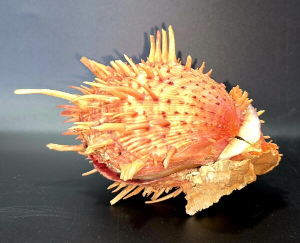 Véritable Coquillage Spondyle "Pied de chèvre" Cabinet de Curiosités