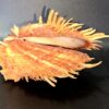 Véritable Coquillage Spondyle "Pied de chèvre" Cabinet de Curiosités