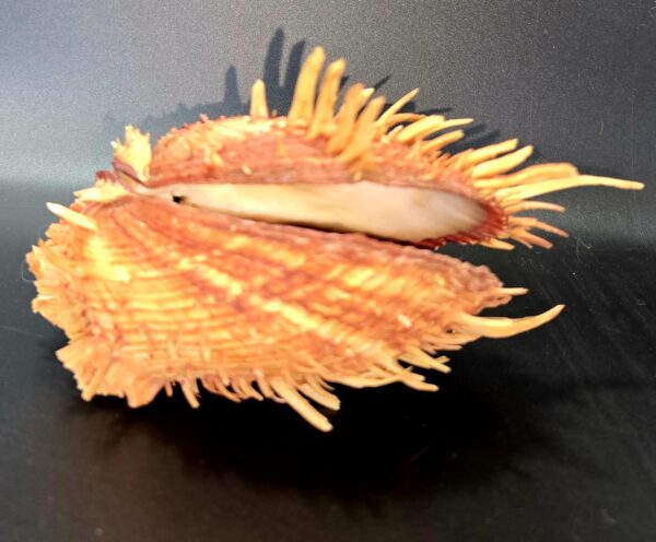 Véritable Coquillage Spondyle "Pied de chèvre" Cabinet de Curiosités
