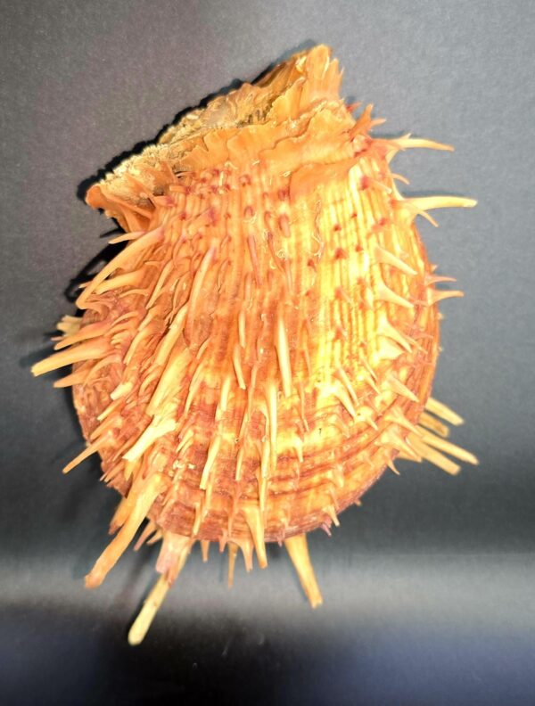Véritable Coquillage Spondyle "Pied de chèvre" Cabinet de Curiosités