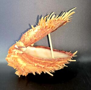 Véritable Coquillage Spondyle "Pied de chèvre" Cabinet de Curiosités