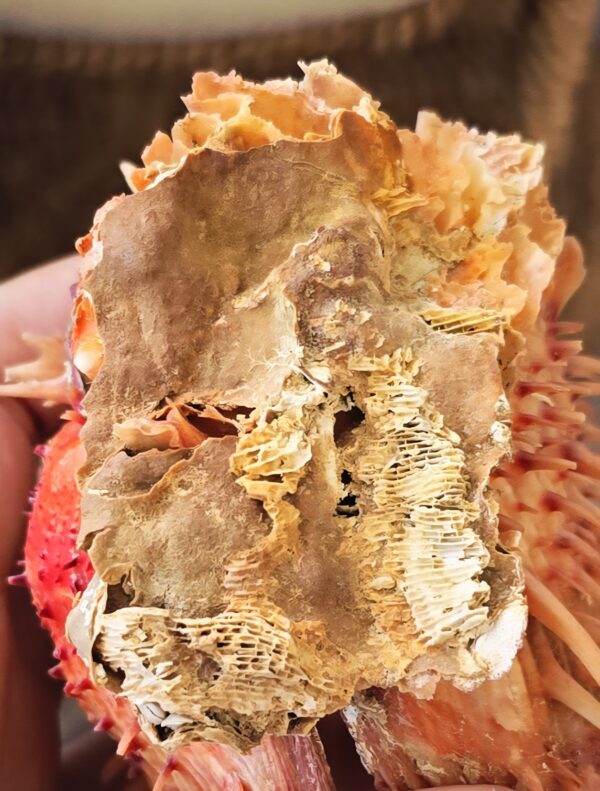 Véritable Coquillage Spondyle "Pied de chèvre" Cabinet de Curiosités