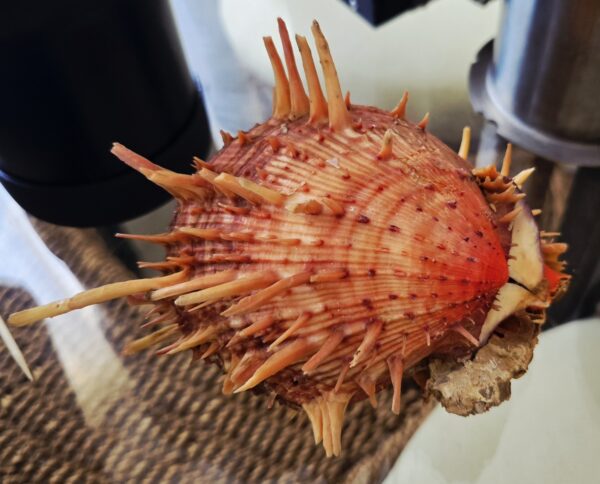 Véritable Coquillage Spondyle "Pied de chèvre" Cabinet de Curiosités